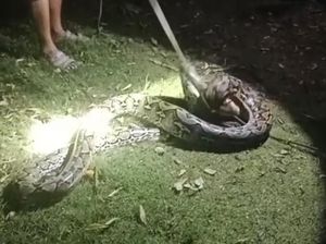 Ular Piton 4 Meter Mangsa Ayam dari Atas Pohon di Muna Barat Ditangkap