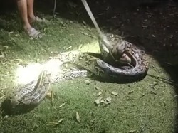 Ular Piton 4 Meter Mangsa Ayam dari Atas Pohon di Muna Barat Ditangkap