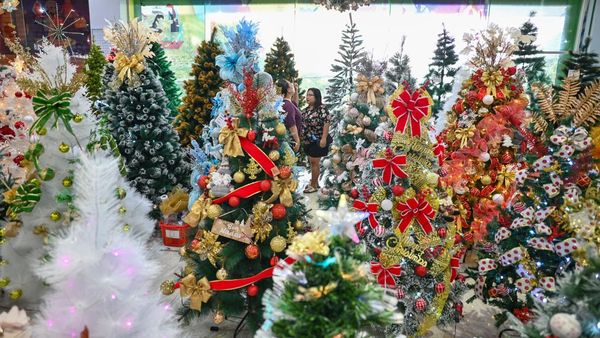 Berburu Pohon Natal, Harga Mulai Rp300 Ribu hingga Puluhan Juta
