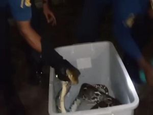 Mangsa Ayam, Piton 3 Meter Dievakuasi Damkar Klaten