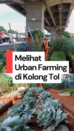 Video Kolong Tol Becakayu Disulap Jadi Kebun Sayur!