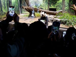 Hubungan China-Jepang Panas, Pawang Terpaksa Cosplay Jadi Panda