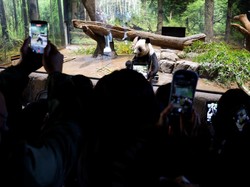 Hubungan China-Jepang Panas, Pawang Terpaksa Cosplay Jadi Panda