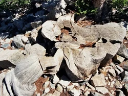 Pohon Purba Berusia Ribuan Tahun Ditebang demi Tahu Umurnya