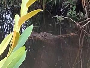 Kronologi Bocah 10 Tahun Hilang Diterkam Buaya di Halmahera Selatan