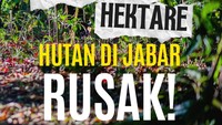 Video: 800 Ribu Hektare Hutan di Jabar Rusak!