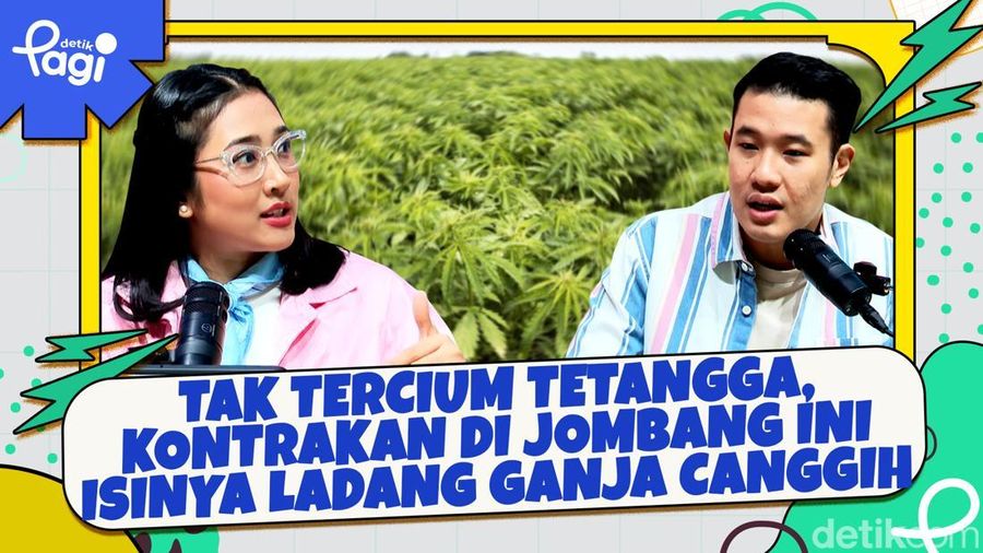 Video: Tak Tercium Tetangga, Kontrakan di Jombang Ini Isinya Ladang Ganja Canggih
