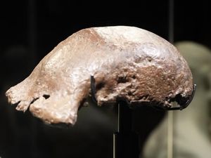 Fosil Java Man yang Dikembalikan dari Belanda Dipamerkan Kemenbud