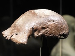 Fosil Java Man yang Dikembalikan dari Belanda Dipamerkan Kemenbud