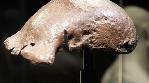 Video: Indonesia Berhasil Pulangkan Fosil Java Man dari Belanda