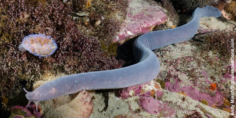 Ikan Hagfish Jadi Seafood Eksotik di Korsel