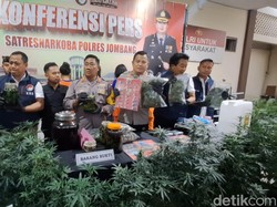 Barang Bukti Pertanian Ganja di Rumah Kontrakan Jombang Ditaksir Rp 6 M