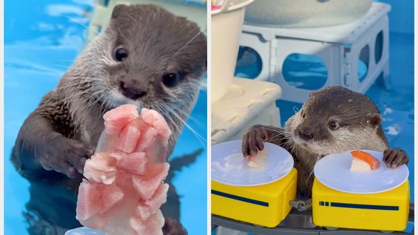 Kotaro dan Hana, Selebgram Berang-berang yang Doyan Banget Seafood