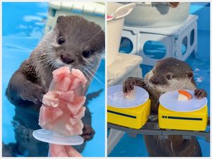 Kotaro dan Hana, Selebgram Berang-berang yang Doyan Banget Seafood