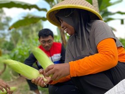 Limbah Gonggong Disulap Jadi Penetral Tanah, Warga Tembesi Rasakan Dampaknya