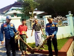 Pagi yang Mencekam di Ciamis Saat Saepul Temukan Ular Besar