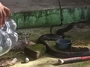 Warga Babadan Klaten Disembur Kobra yang Ngumpet di Dapur Rumahnya