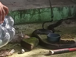 Warga Babadan Klaten Disembur Kobra yang Ngumpet di Dapur Rumahnya