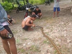 Ular Piton 5 Meter Mati Ditebas Warga gegara Kerap Mangsa Ayam di Polman