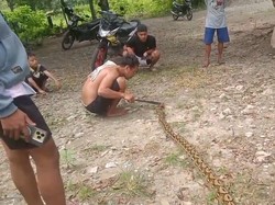 Ular Piton 5 Meter Mati Ditebas Warga gegara Kerap Mangsa Ayam di Polman