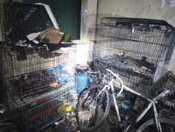 6 Ekor Kucing Terpanggang Saat Garasi Rumah di Surabaya Terbakar