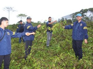Demi Cuan, 3 Sekawan Rusak Lahan Kebun Teh di Garut