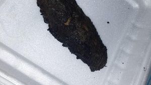 Ragam Sad Food Netizen, Beli Online yang Datang Nggak Sesuai Harapan