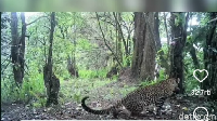 Puluhan Kamera Trap Dipasang Pantau Macan Tutul di Gunung Lawu