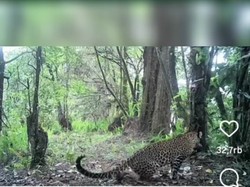 Macan Tutul Terekam di Gunung Lawu, Begini Kata Perhutani