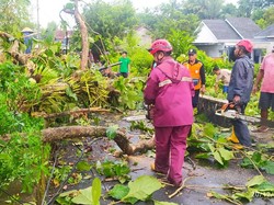 Hujan dan Angin Kencang Landa Sleman, Belasan Pohon Tumbang-Gazebo Roboh