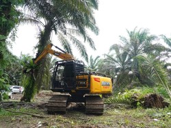Langkah Nyata Pemulihan Tesso Nilo: Sawit Ditumbangkan, Hutan Dikembalikan