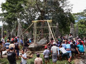 Ritual Rambu Solo Toraja Utara, Warga Gelar Prosesi Tarik Batu Simbol Keabadian