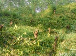 Belasan Ribu Pohon Kopi PTPN I di Ijen Kembali Ditebangi OTK