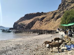 BTNK Klaim Populasi Rusa TN Komodo Stabil di Tengah Perburuan Liar