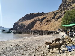 BTNK Klaim Populasi Rusa TN Komodo Stabil di Tengah Perburuan Liar