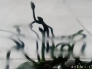 Puluhan Ular Viper Hijau Berpencar di Halaman Warga Juwiring Klaten