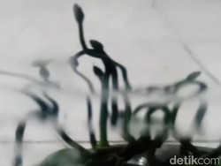 Puluhan Ular Viper Hijau Berpencar di Halaman Warga Juwiring Klaten