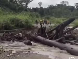 Viral Banjir Bawa Gelondongan Kayu di Keerom Papua Bikin Jembatan Terputus