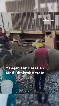 Video: 7 Gajah Tak Bersalah Mati Ditabrak Kereta