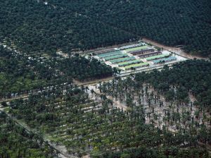 Foto Udara Perkebunan Sawit Pasaman Barat Masih Dikepung Banjir