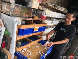 Kisah PKL Malioboro Cuan Bisnis Mencit Putih, Awalnya Tak Sengaja