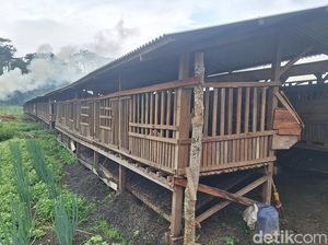 Kandang Komunal Kalisat, Program Kolektif yang Dongkrak Ekonomi Warga