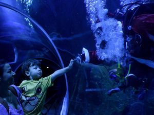 Santa Bawah Laut Jadi Daya Tarik Natal di Akuarium Raksasa Rio