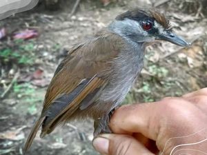 Kembalinya Burung Pelanduk Kalimantan yang Hilang Selama 172 Tahun