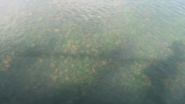 Danau Kakaban di Kalimantan Timur