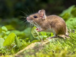 7 Cara Mencegah Tikus Masuk ke Rumah, Bisa Dilakukan Sendiri!