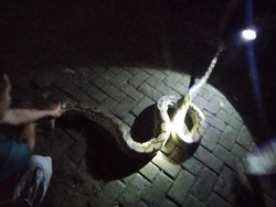 Telan 2 Ayam, Sanca Kembang 4 Meter Ditangkap di Ngaliyan Semarang