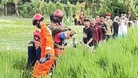 Sulitnya Evakuasi Buaya Jumbo di Sawah Bekasi: Berontak hingga Tali Putus