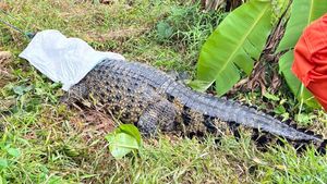 Potret Buaya Jumbo Dievakuasi dari Sawah Bantargebang
