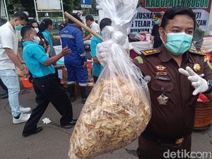 Penampakan 5 Kg Keripik Pisang Narkoba yang Dimusnahkan Kejari Bogor